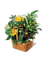 A Bit of Sunshine Basket from Visser's Florist and Greenhouses in Anaheim, CA